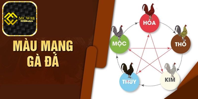 Những điều cần lưu ý khi xem màu mạng gà đá kê thủ cần biết